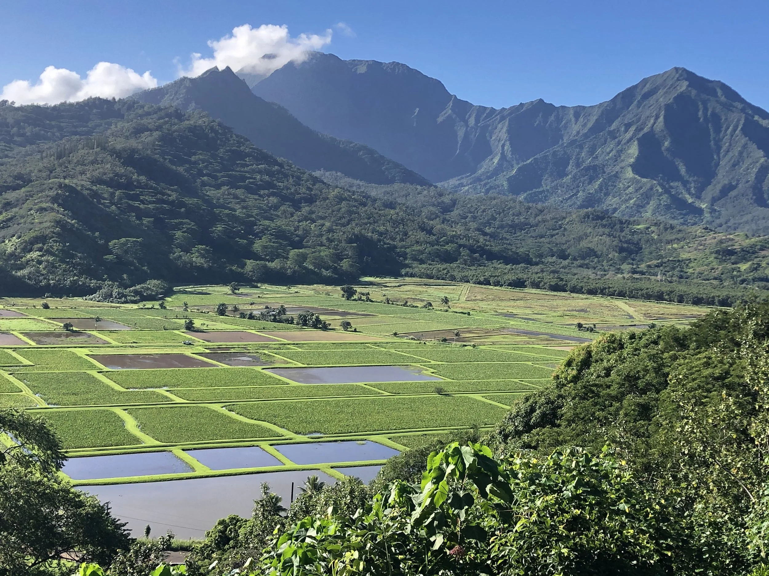 Hanalei Refuge Lookout