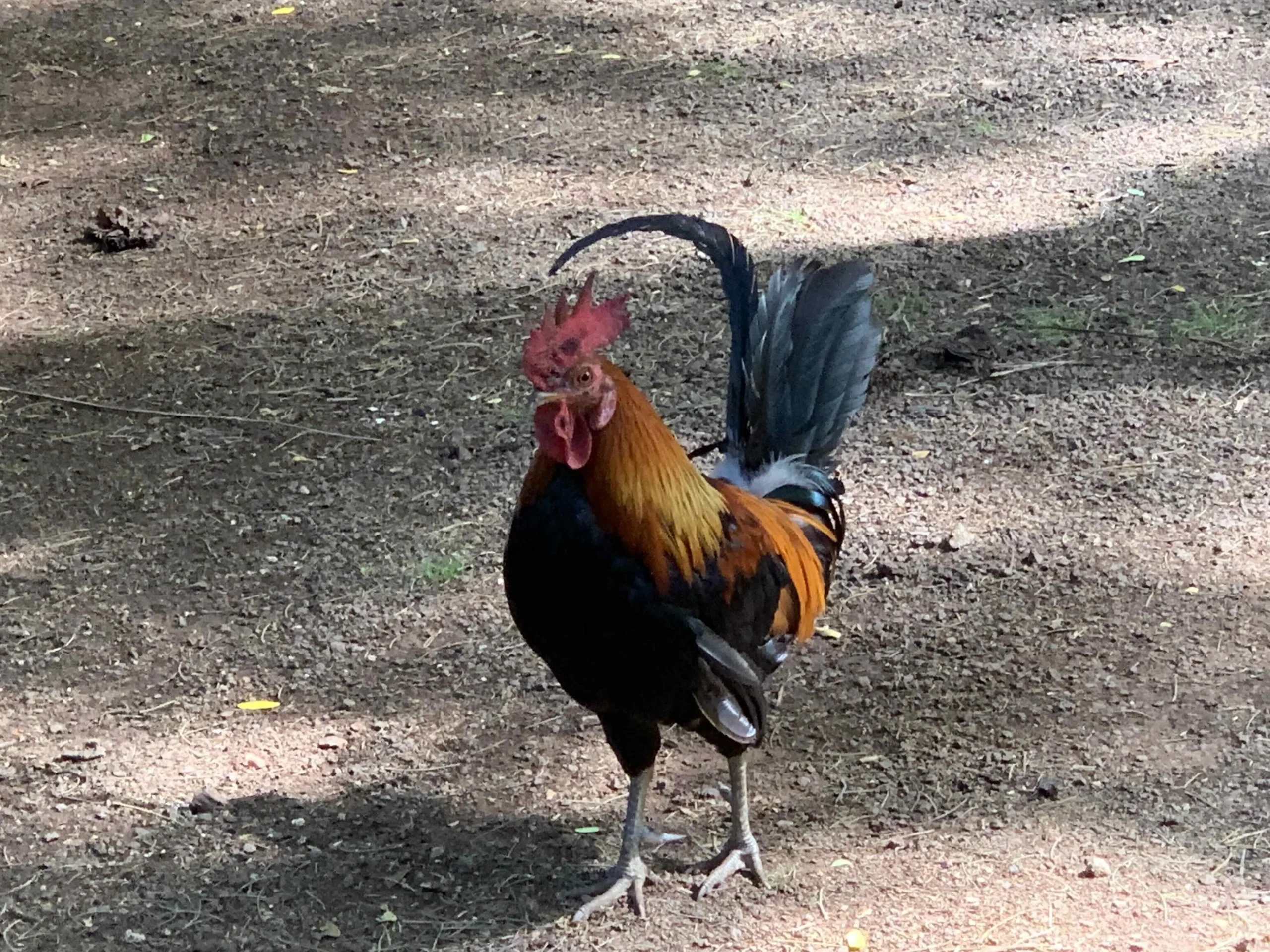 Chickens On Kauai