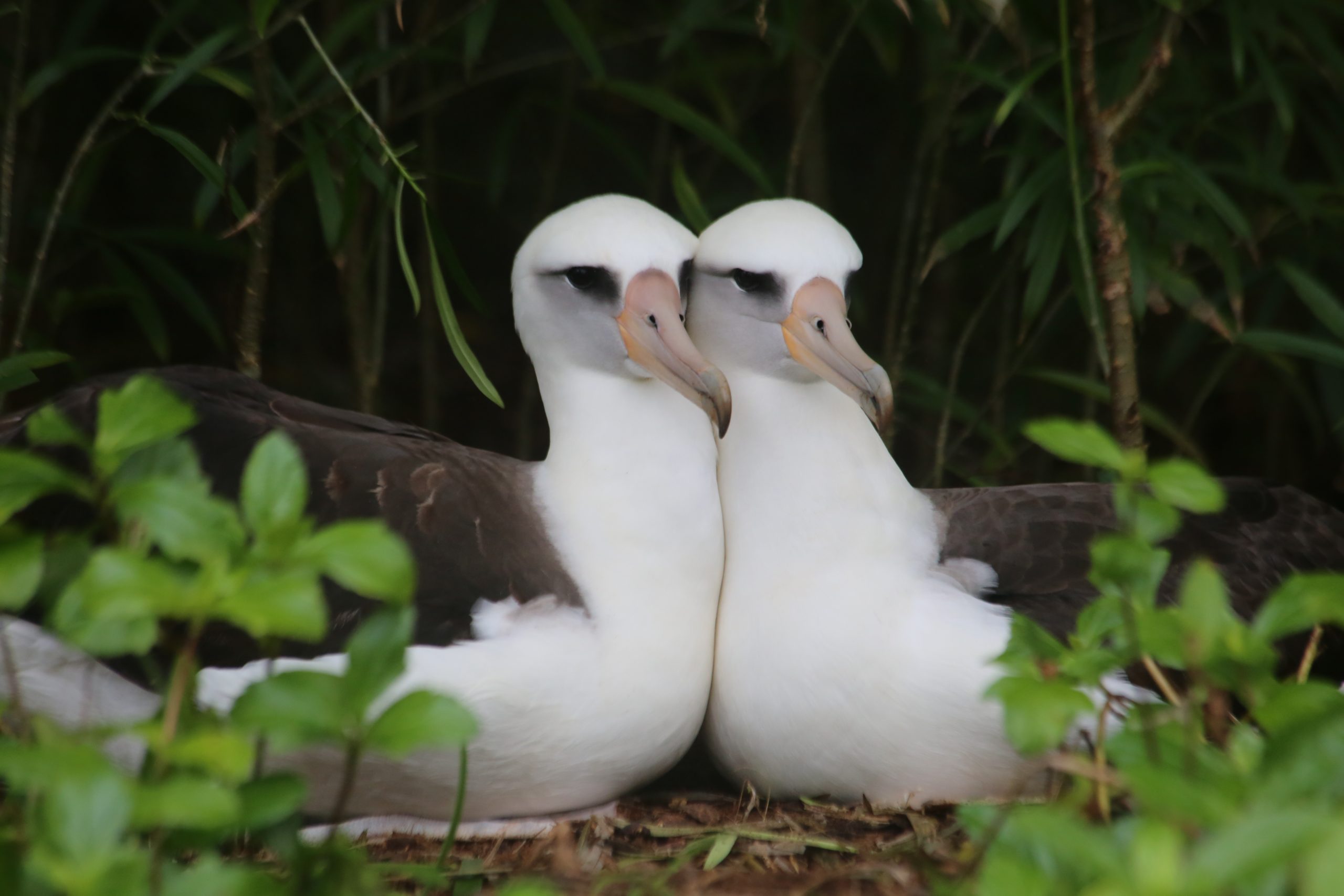 Laysan Albatross to Princeville