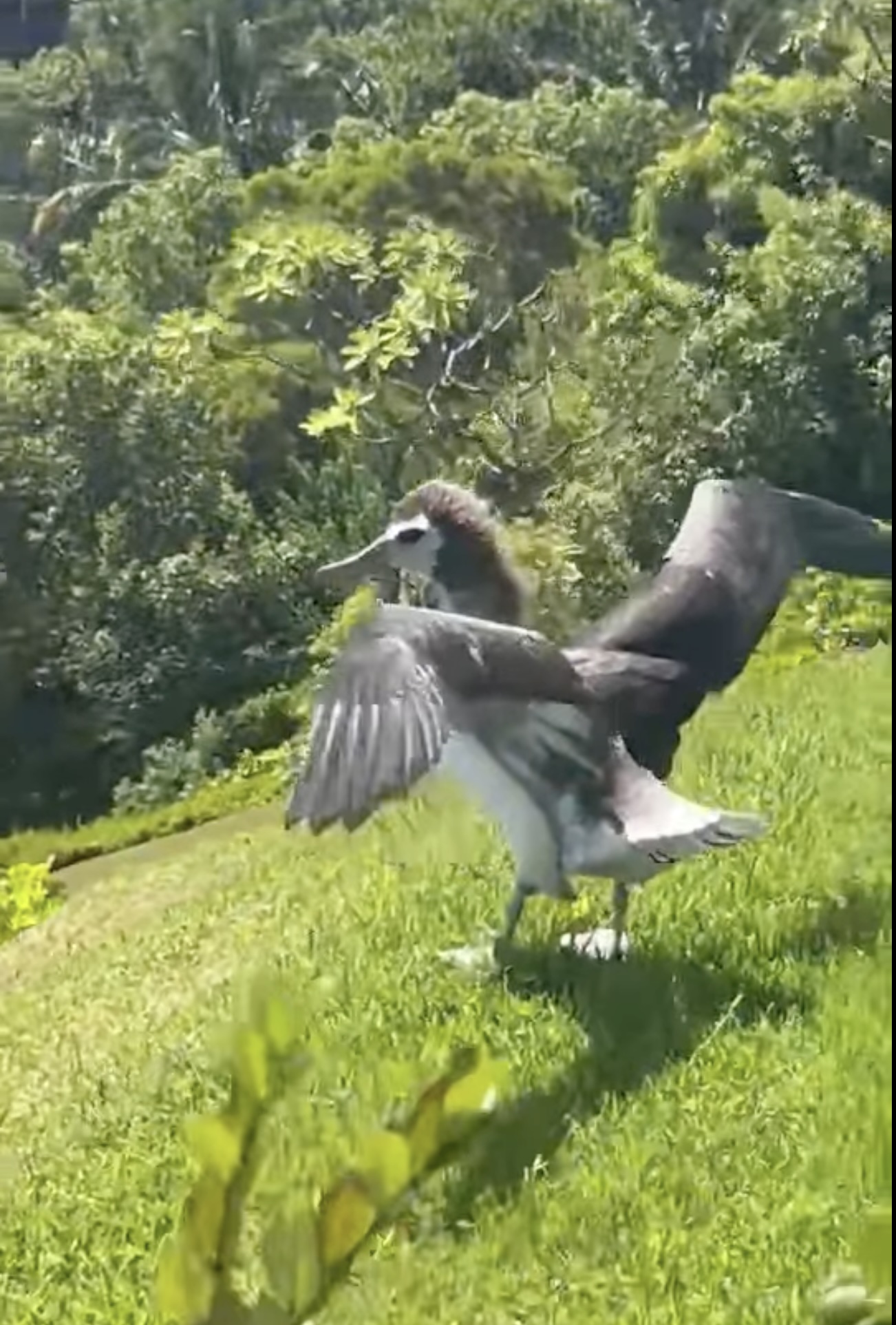 Albatross with open wings on grassy hill.