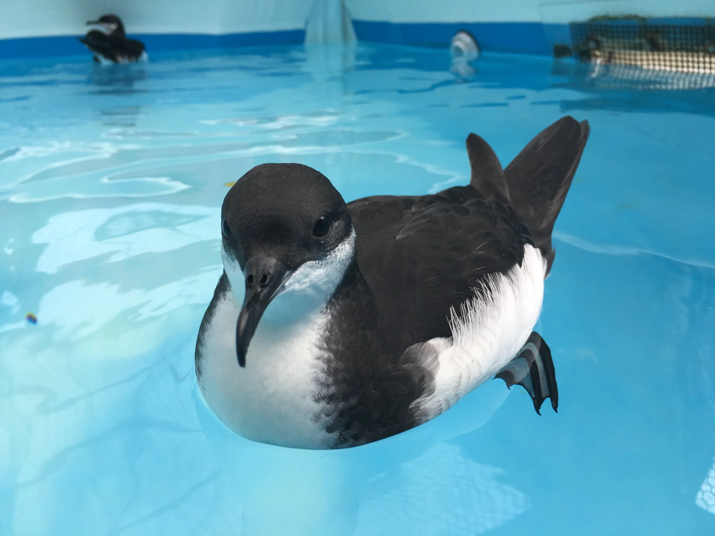 Save Our Shearwaters (SOS)