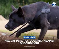 CRB detection dog in action against pest infestation.